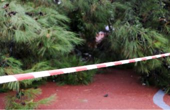 Μπάλλος- Θεσσαλονίκη: Δέντρο έπεσε πάνω σε πολυκατοικία στο κέντρο της Καλαμαριάς