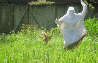 Ισραήλ: Πάνω από 2.000 γερανοί πέθαναν από τη γρίπη των πτηνών