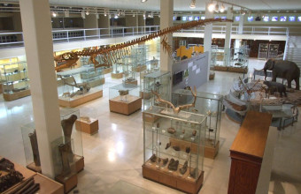 μουσείο