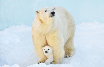 «Μετανάστες»: Μια πολική αρκούδα και το μωρό της τρέπονται σε φυγή λόγω κλιματικής καταστροφής
