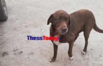 Νάουσα: Τυφλή σκυλίτσα περπάτησε 10 χλμ και επέστρεψε στον άνθρωπο που την περιέθαλψε