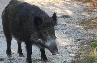 Δήμαρχος Νεάπολης Συκεών Θεσσαλονίκης για τα αγριογούρουνα: «Θα θρηνήσουμε θύματα»