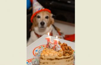 Ζαχαροπλαστείο σκύλων: «Dog Appétit» με λαχταριστές τούρτες και cupcakes για gourmet τετράποδα (φωτό) 