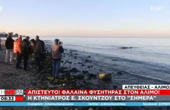 Μάχη για να σωθεί η φάλαινα στον Άλιμο – Θα γίνει αιμοληψία είπε κτηνίατρος στον ΣΚΑΪ
