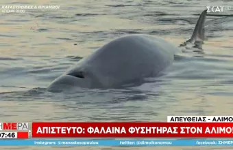 Απίστευτο: Φάλαινα φυσητήρας στην παραλία Αλίμου- Έχει τραυματιστεί και κινδυνεύει