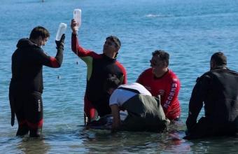 Κρίσιμες ώρες για τη νεαρή φάλαινα που προσάραξε στη Σαλαμίνα -Δείτε φωτογραφίες