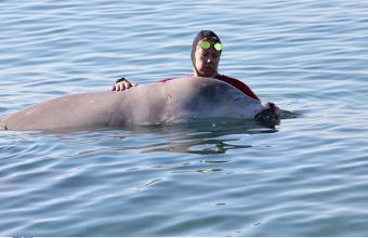 Απαισιόδοξοι οι επιστήμονες για την φάλαινα του Αλίμου - Είναι σε άσχημη κατάσταση