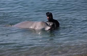 Προσάραξε ξανά η φάλαινα αναφέρει ο «Αρίων»