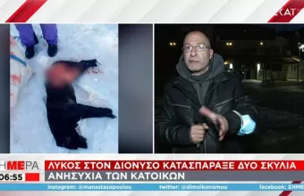 Λύκος στο Διόνυσο: Σύσκεψη στο δασαρχείο – Κατακρεούργησε αδέσποτα