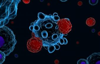 Κορωνοϊός: Πώς λειτουργούν τα Τ λεμφοκύτταρα κατά της παραλλαγής Όμικρον 