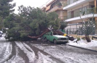 Αποζημιώσεις για ζημιές αυτοκινήτων λόγω πτώσης δέντρων στον Δήμο Γλυφάδας