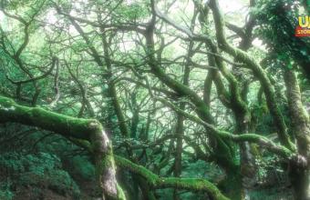 Το μυστηριώδες δάσος στην Ελλάδα με τα δέντρα που...χορεύουν- Εντυπωσιακό βίντεο 