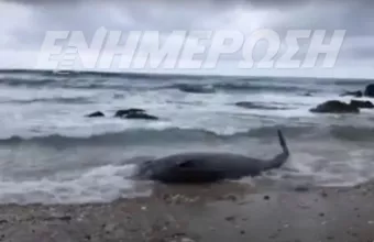 Κέρκυρα: Δύο ζιφιοί εκβράστηκαν στην ακτή- Πώς διασώθηκαν
