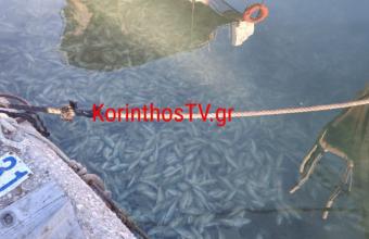 Γέμισε νεκρά ψάρια το λιμάνι της Κορίνθου- Δείτε βίντεο - φωτογραφίες 