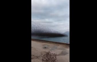 Πάτρα: «Μαύρισε» ο ουρανός από τα πουλιά στο Ρίο-Δείτε εντυπωσιακό βίντεο