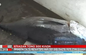 Απίστευτο: Έπιασαν τόνο 390 κιλών και μήκους 3 μέτρων στο Ιόνιο Πέλαγος!