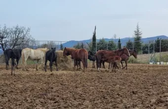  Ακυρώθηκε η δημοπρασία για τα 30 άγρια άλογα στα Γρεβενά