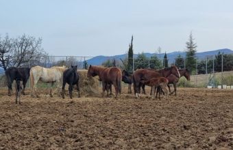  Ακυρώθηκε η δημοπρασία για τα 30 άγρια άλογα στα Γρεβενά