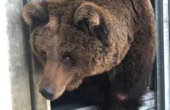 Πώς σώθηκε η Κιριούσα μια κακοποιημένη καφέ αρκούδα από την Ουκρανία 