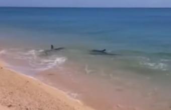 Δελφίνια κάνουν… βόλτες στην Επανομή - Δείτε βίντεο
