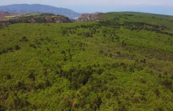 Δρυόδασος Μογγοστού: Ένα δάσος NATURA μόλις 1,5 ώρα από την Αθήνα 