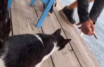 Το γατάκι στην Αιδηψό