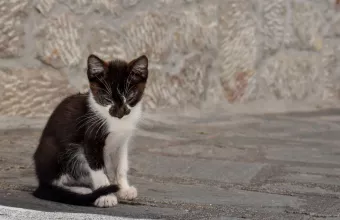 αστυνομικός κλώτσησε γάτα