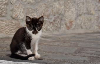 Εύβοια: Νέος βίαιος θάνατος γάτας
