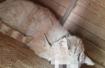 Απίστευτη κτηνωδία στην Κύπρο: Χρησιμοποιήσαν γατάκι ως στόχο για σκοποβολή