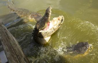 Φλόριντα: Επίθεση αλιγάτορα σε άνδρα 
