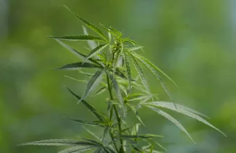 Εντοπίστηκαν φυτείες με 59 δενδρύλλια κάνναβης στο Ηράκλειο Κρήτης
