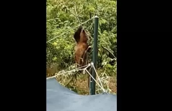 Αρκούδα κρέμεται από δέντρο 