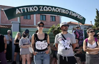 Θάνατος χιμπατζή: Κυβερνητική παρέμβαση, αντιδράσεις στο Αττικό Ζωολογικό Πάρκο