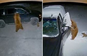 ΗΠΑ: Αρκούδα ανοίγει τις πόρτες αυτοκινήτου και κλέβει σνακ για τα μικρά της