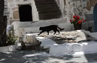 φόλες στις Σπέτσες