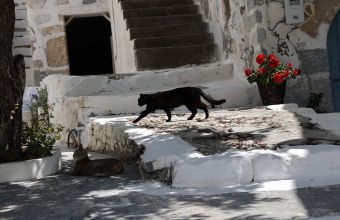Σαλαμίνα: 66χρονος τεμάχισε γάτα 