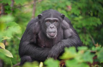 Ο «δραπέτης» χιμπατζής! 