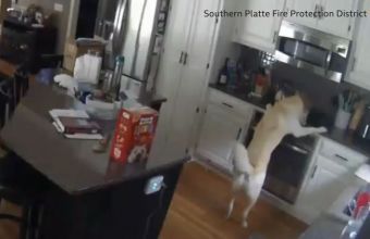 Σκύλος άναψε το μάτι της κουζίνας 