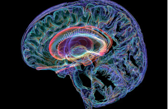 Οι περιοχές του εγκεφάλου που συνδέονται με την αμυγδαλή αναπτύσσονται διαφορετικά στον αυτισμό 