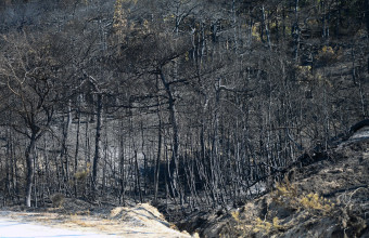 Εικόνα από τη φωτιά στο δάσος της Δαδιάς