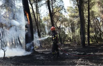 Ηλεία: Φίδι δάγκωσε πυροσβέστη σε επιχείρηση κατάσβεσης φωτιάς