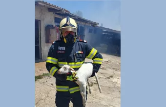 Ρουμάνος Πυροσβέστης πρόβατο