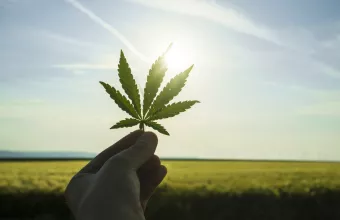 «Ναι» στη χρήση κάνναβης από τους Αυστραλούς