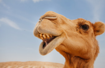 Καμήλα δαγκώνει υπάλληλο ζωολογικού κήπου της Μινεσότα 
