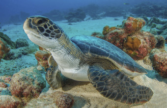 Θαλάσσιες χελώνες 