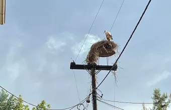 Πελαργός στη Θεσσαλονίκη