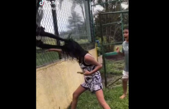 Μεξικό: Μαϊμούδες άρπαξαν από τα μαλλιά κορίτσι που χτυπούσε το κλουβί τους 