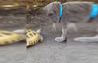 Χελώνα «τραμπουκίζει» γάτα