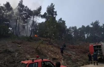 Δαδιά Έβρου 