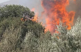 Φωτιά σε ελαιόδεντρα 